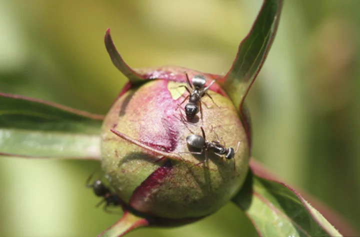 Are ants harmful to the garden? Usually not