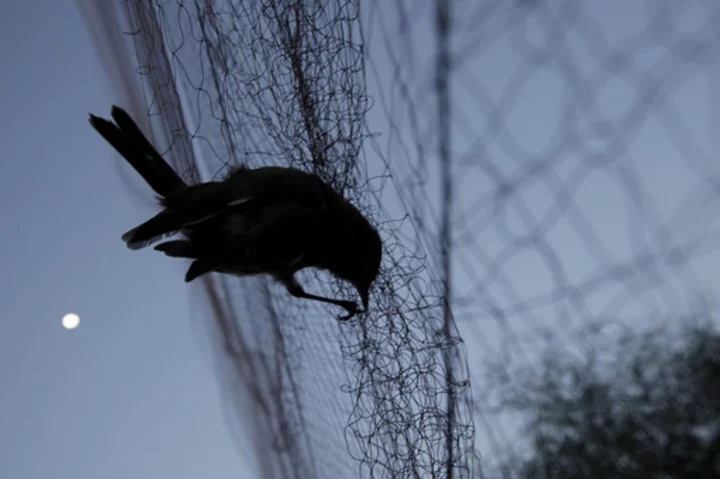 Conservationists say Cyprus police are lax in stopping gangs that poach songbirds