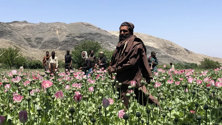 Inside the Taliban's war on drugs - opium poppy crops slashed