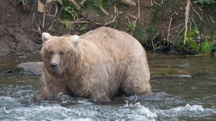 Grazer is third female winner of Fat Bear Week