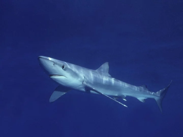 Shark attacks swimmer in shallows of popular Spanish holiday beach