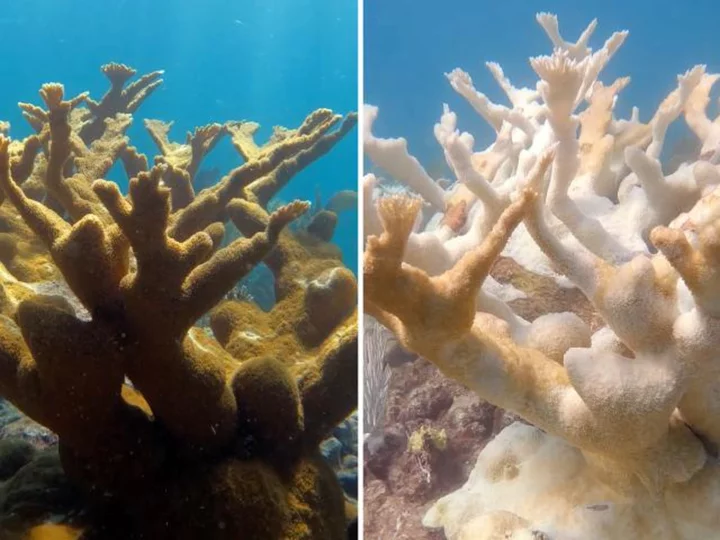 Extreme heat might have been the 'nail in the coffin' for these critical Florida coral