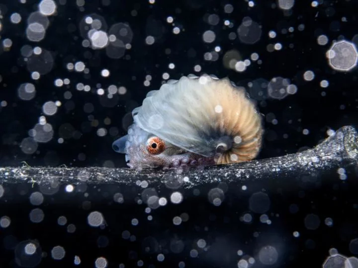 Otherworldly images show beauty of oceans in photo competition