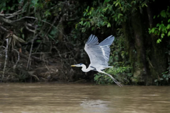 North American birding group to ditch names honoring racists, others