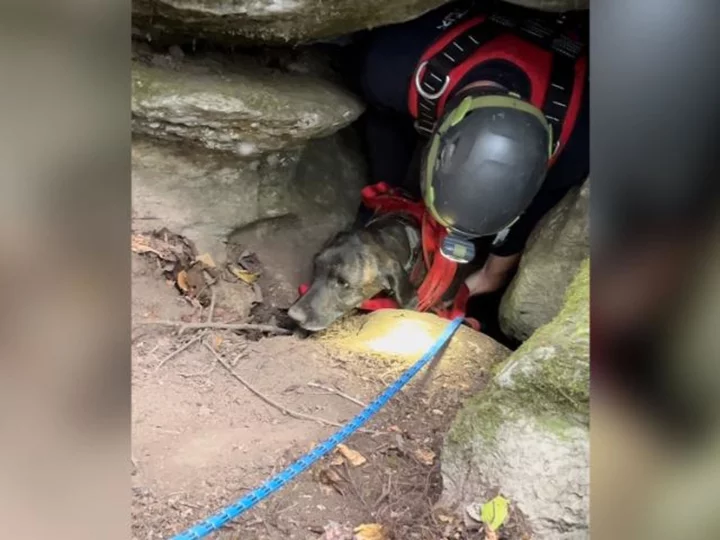 Rescuers descended into a deep cave to rescue a trapped dog -- then they found a bear