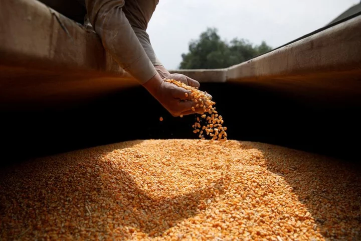 Exclusive-Mexico says won't modify decree on GM corn ahead of USMCA panel