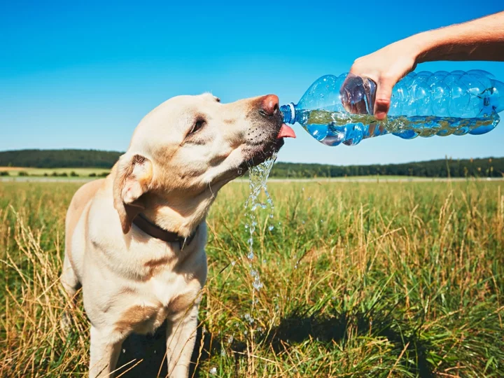 How to keep your pet cool and healthy during a heatwave