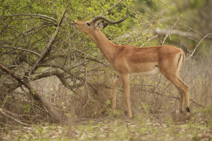 Longer droughts in Zimbabwe take a toll on wildlife and cause more frequent clashes with people