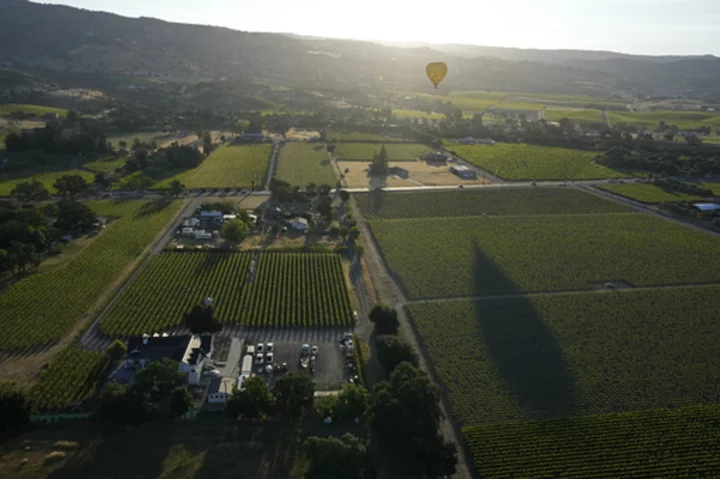 AP PHOTOS: Napa Valley wine grapes thrive after record rainfall, but cool weather may delay harvest