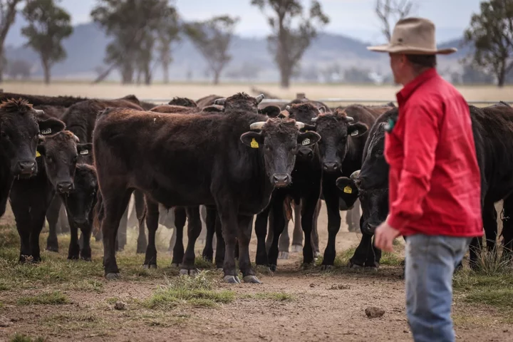 Indonesia Lifts Ban on Australian Live Cattle Imports