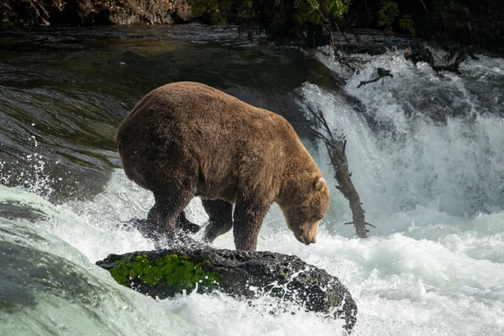 This fat bear won't win Fat Bear Week. But the bears know he's king.