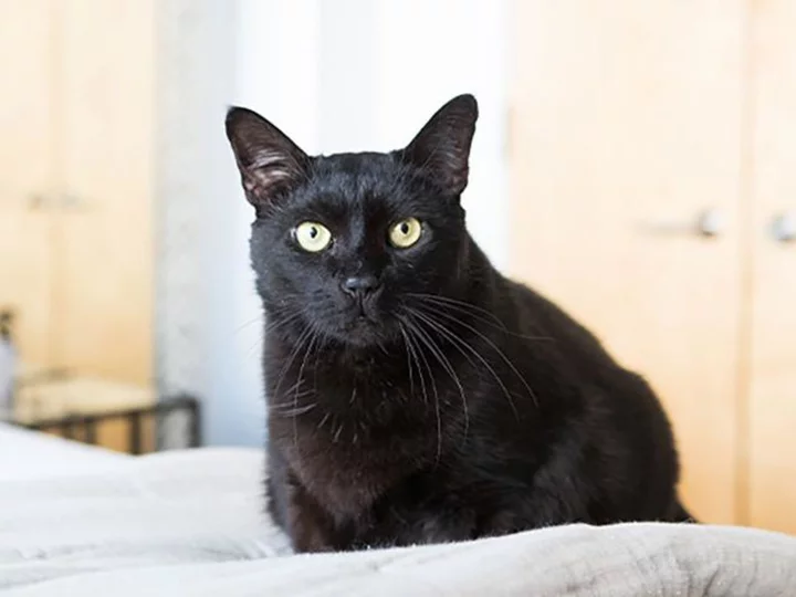 A cat wins Hambone Award after being folded in a sofa bed