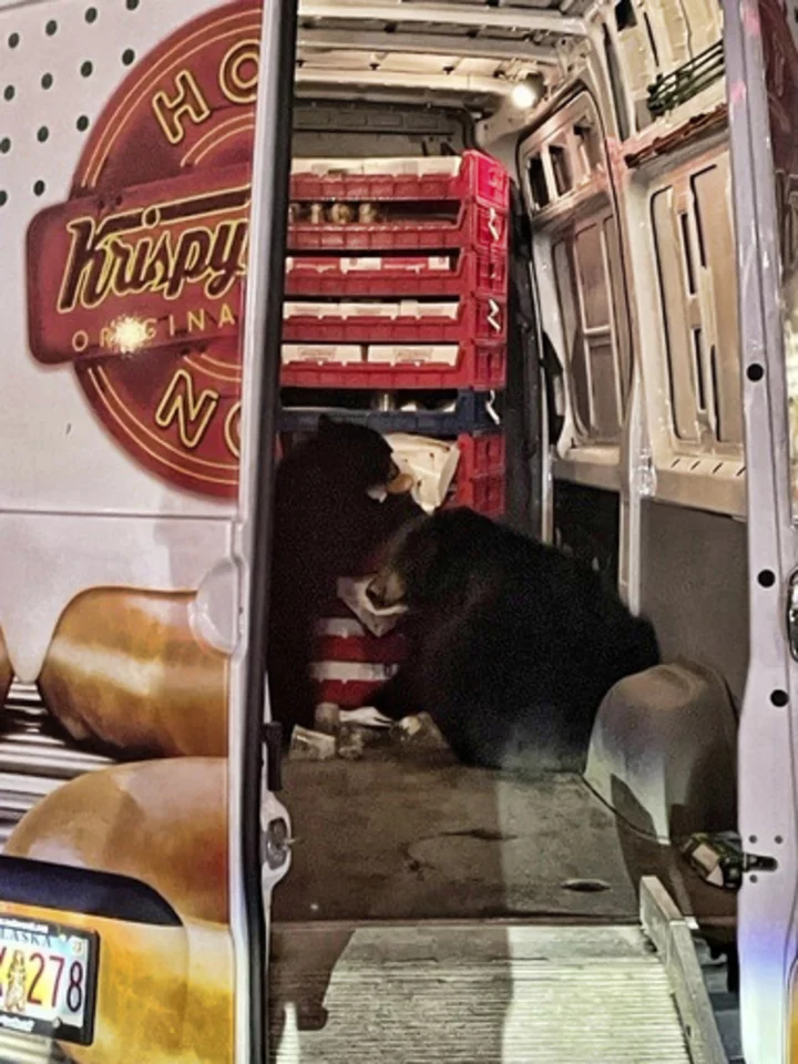 Bears raid a Krispy Kreme doughnut van making deliveries on an Alaska military base