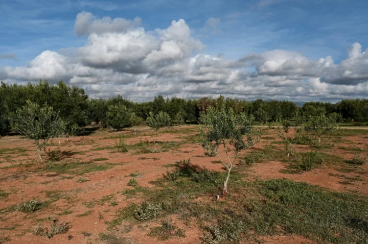 Winter isn't coming: climate change hits Greek olive crop