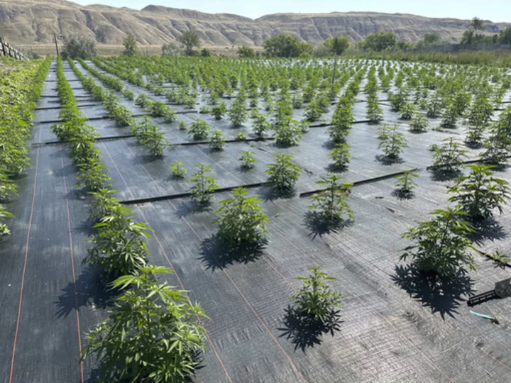 Washington legal marijuana farms get back to work after pesticide concerns prompted restrictions