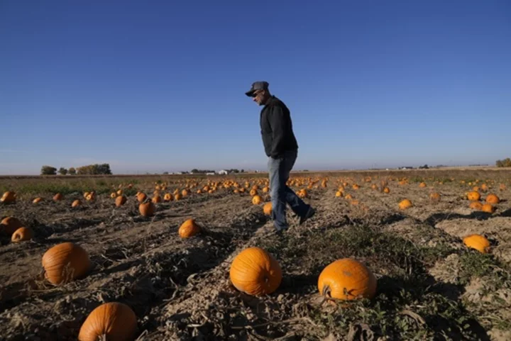 Water woes, hot summers and labor costs are haunting pumpkin farmers in the West