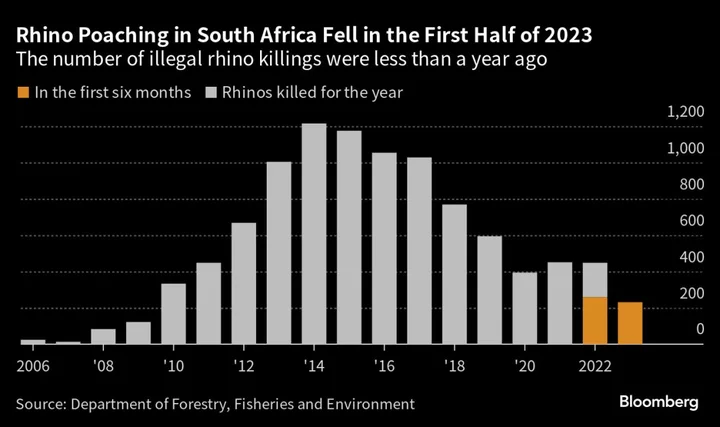 Rhino Poaching in South Africa Falls 11% in First Half of This Year