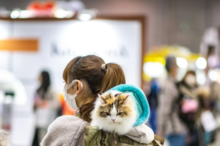 Hurt felines: Japanese app aims to detect cat pain