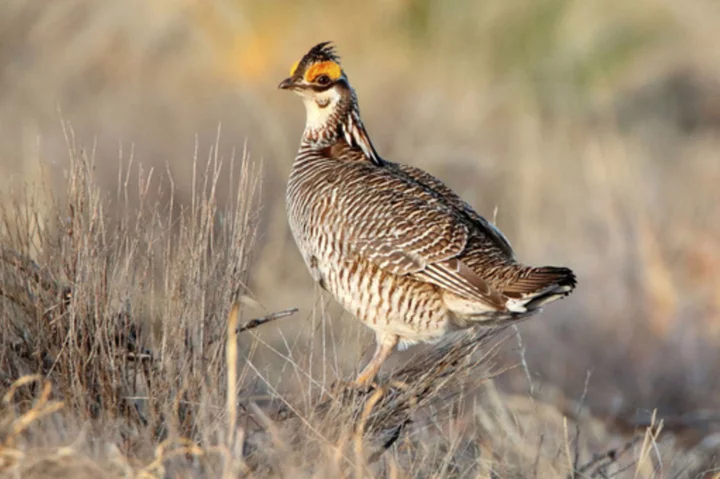 Biden vetoes two Republican-led bills to undo protections for prairie chicken and northern bat