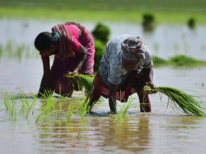 India triggers inflation fears after imposing major rice export ban