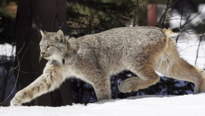 US proposes plan to protect the snow-dependent Canada lynx before warming shrinks its habitat