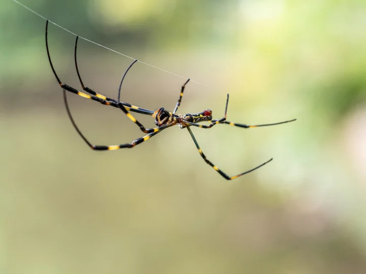 Large spiders are rapidly spreading in the U.S. They're not after you.