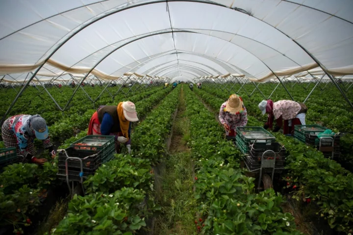 Strawberry boycott leaves Spain's farmers in a jam