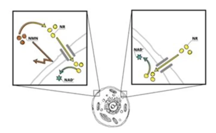 Preclinical Study Builds on Growing Body of Evidence Showcasing Exogenous Nicotinamide Mononucleotide (NMN) Must be Converted to Nicotinamide Riboside (NR), Making NR a More Efficient Nicotinamide Adenine Dinucleotide (NAD+) Precursor to NMN