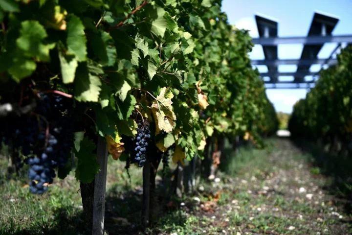 Climate change is improving French wine -- for now