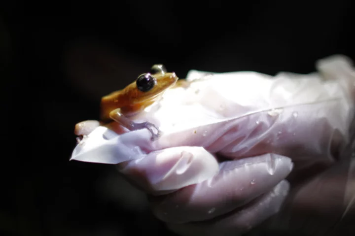 Amphibians are the world's most vulnerable species and threats are increasing