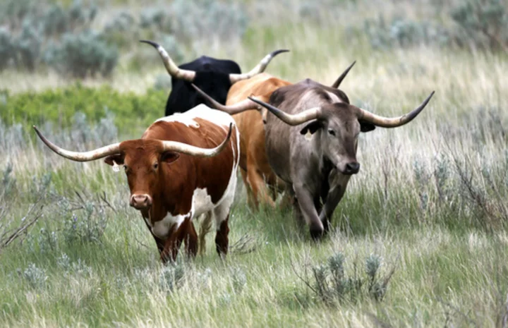 Agriculture officials confirm 25th case of cattle anthrax in North Dakota this year