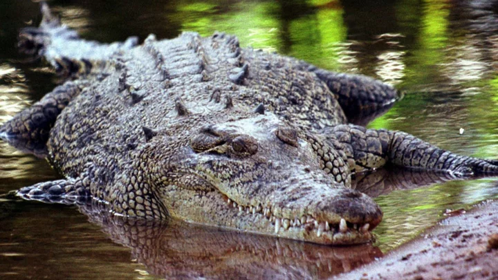 Australian farmer Colin Deveraux survives crocodile attack by biting back