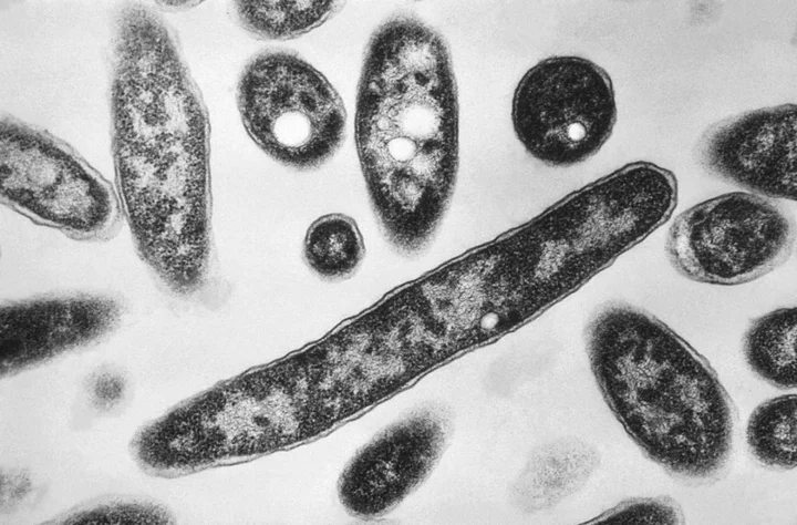 Death toll rises amid Legionnaires’ disease outbreak in Poland