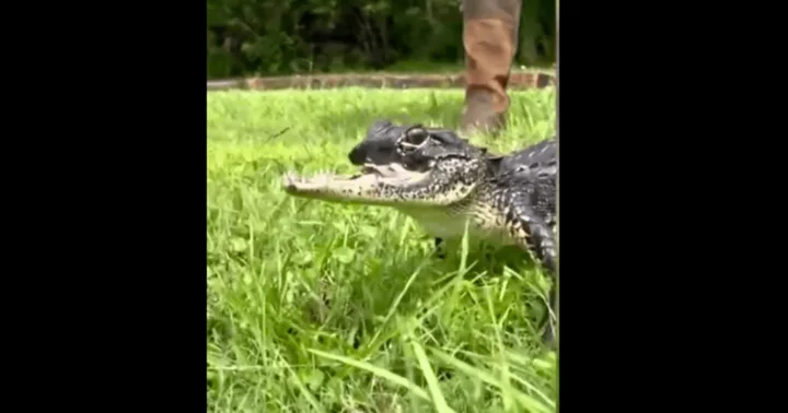 Who runs Gatorland? Rescued jawless Florida alligator named in honor of ‘treasure’ Dolly Parton