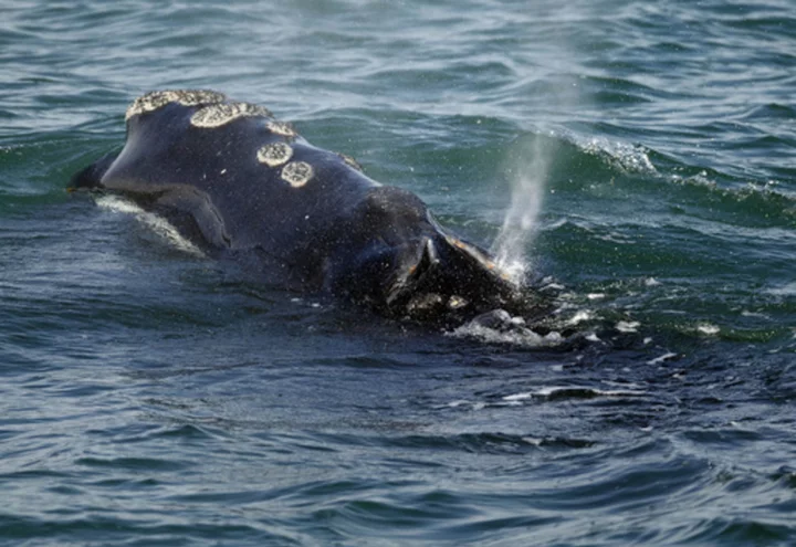 Georgia congressman wants to block US agency from slowing boats to protect endangered whales