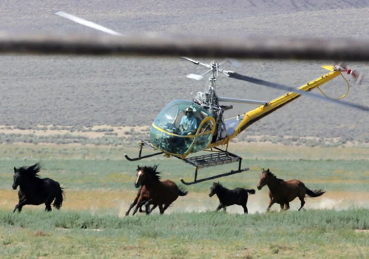 US judge to hear legal battle over Nevada mustang roundup where 31 wild horses have died