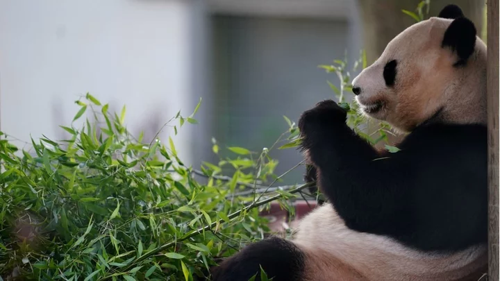 Edinburgh pandas spend last day in the spotlight