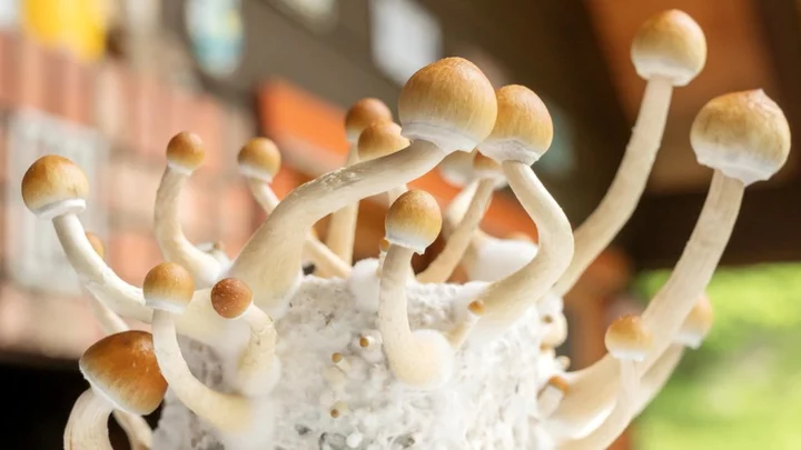 Australia legalises psychedelics for mental health