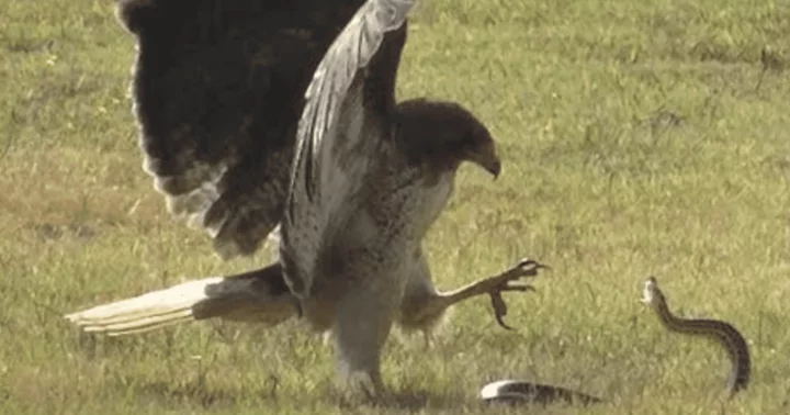 Texas woman gets in 'freak incident' while mowing lawn as she's simultaneously attacked by snake and hawk