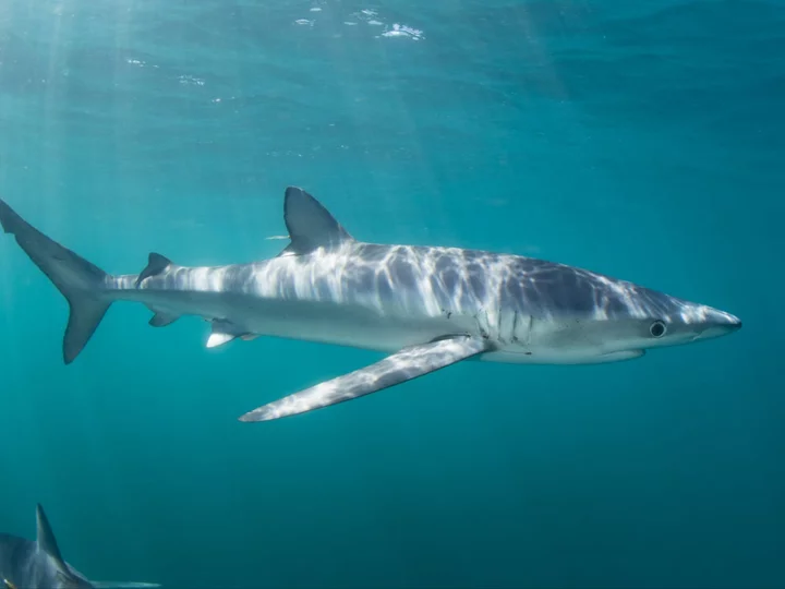 Fisherman airlifted to hospital after shark bite off coast of Portugal