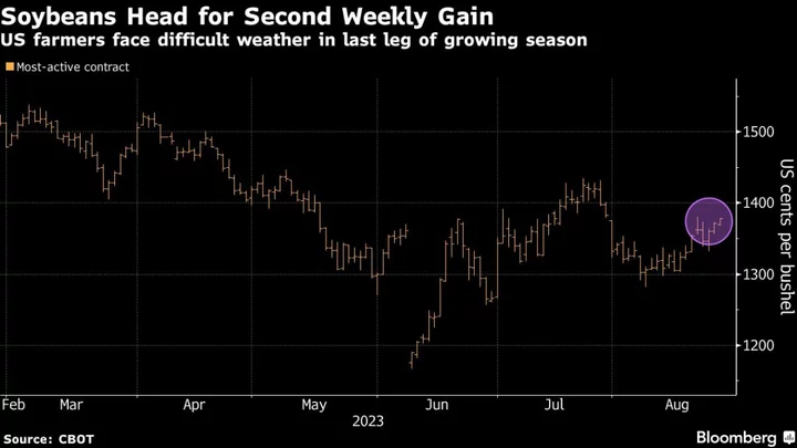 Soy Heads for Second Weekly Gain as US Heat Curbs Crop Yields