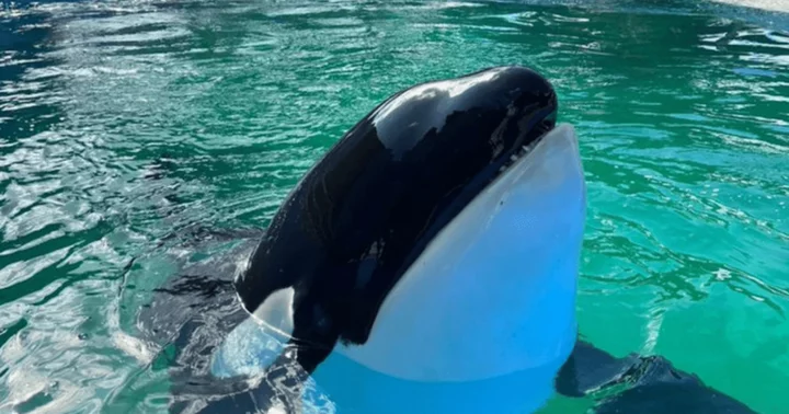 Who owns The Dolphin Company? Park operator slammed for keeping Lolita in smallest tank of its type in the US before she was freed