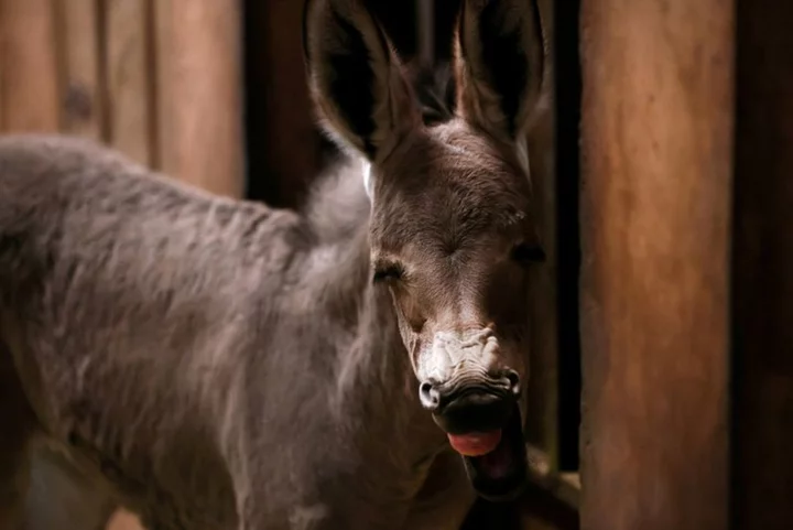 Chile zoo celebrates birth of critically endangered Somali Wild Ass