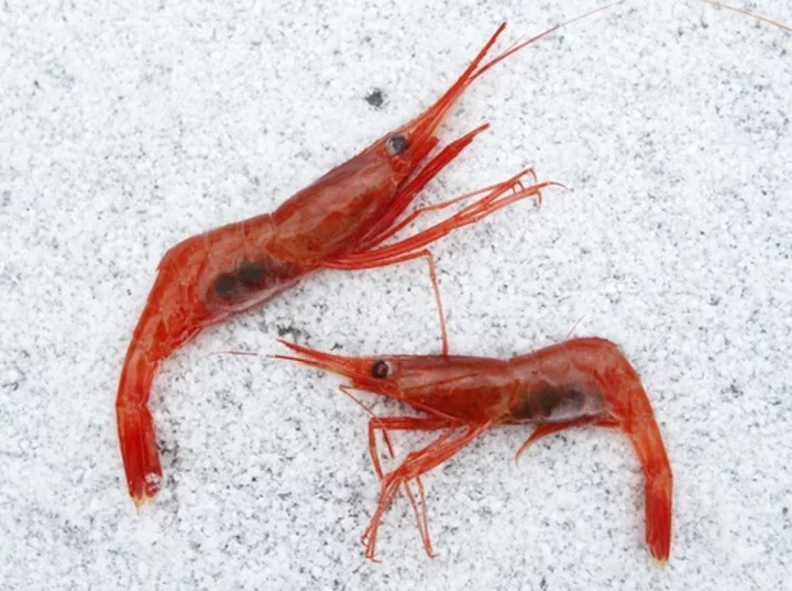 New England's decades-old shrimp fishery, a victim of climate change, to remain closed indefinitely