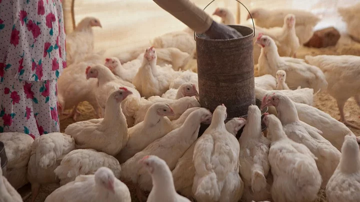 Mozambique burns 45,000 hens as bird flu spreads from South Africa