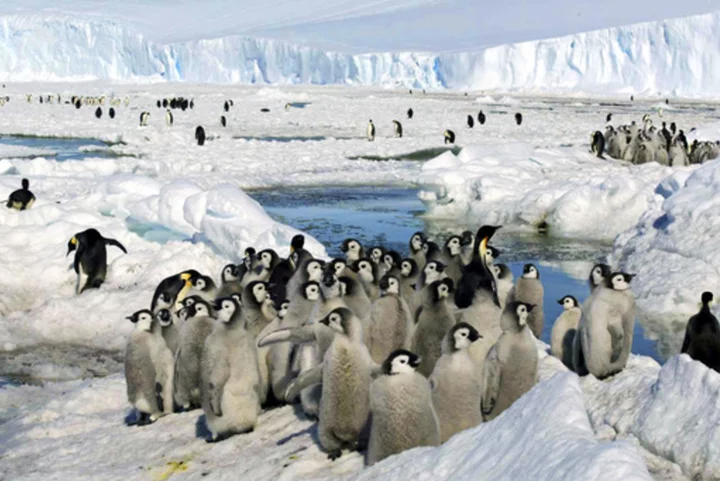 Loss of Antarctic ice hurting survival of emperor penguin chicks, study says