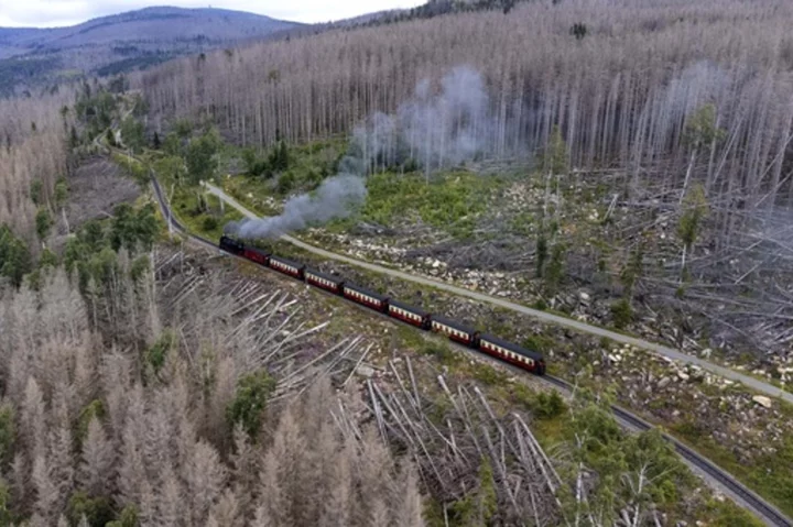 Bark beetles are eating through Germany's Harz forest. Climate change is making matters worse