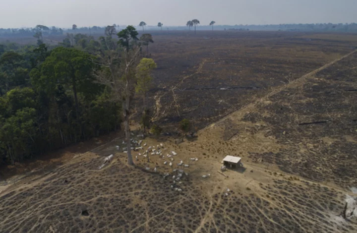 In Lula's first six months, Brazil Amazon deforestation dropped 34%, reversing trend under Bolsonaro